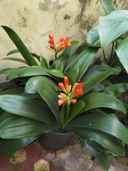 Clivia, Planta, Flor, jardim, decoração, beleza, natureza