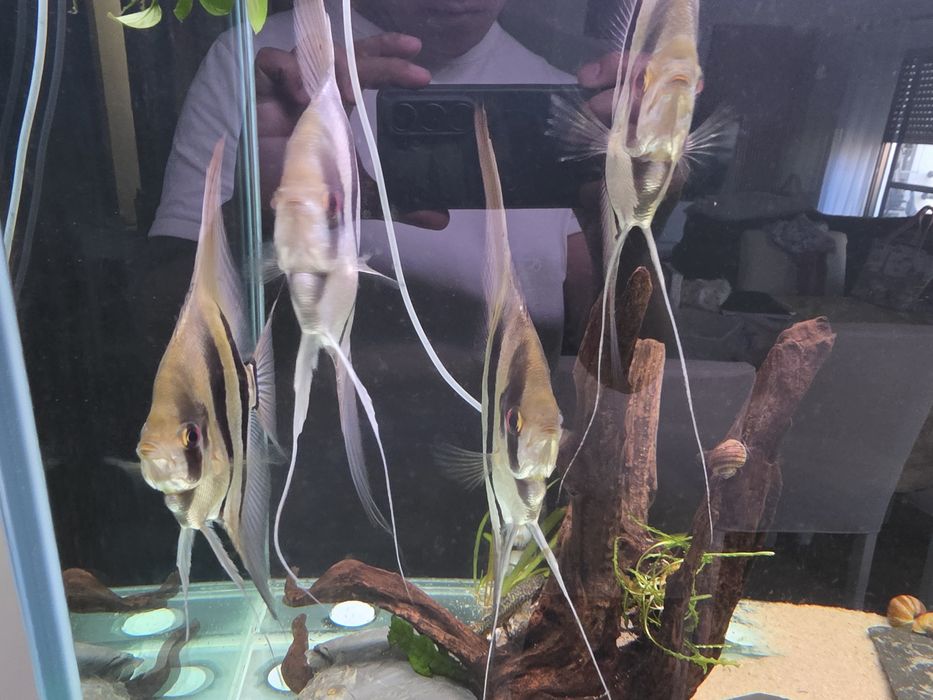 Vendo Altum Aquarinoco