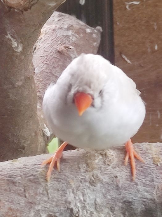 Sprzedam amadyna zebrowata  biała