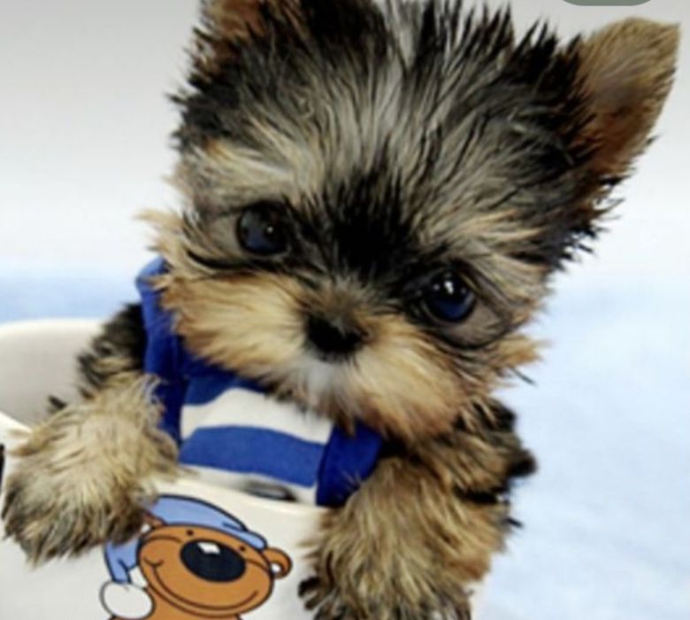 Yorkshire  terrier top qualidade