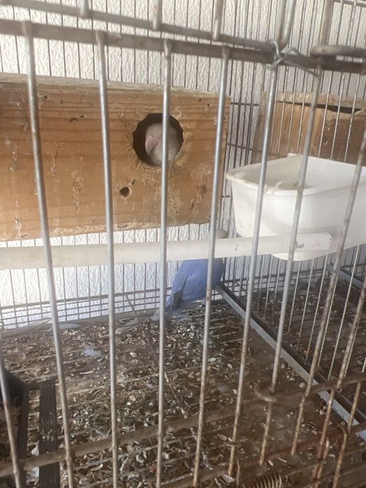 Rosicolis varias aves