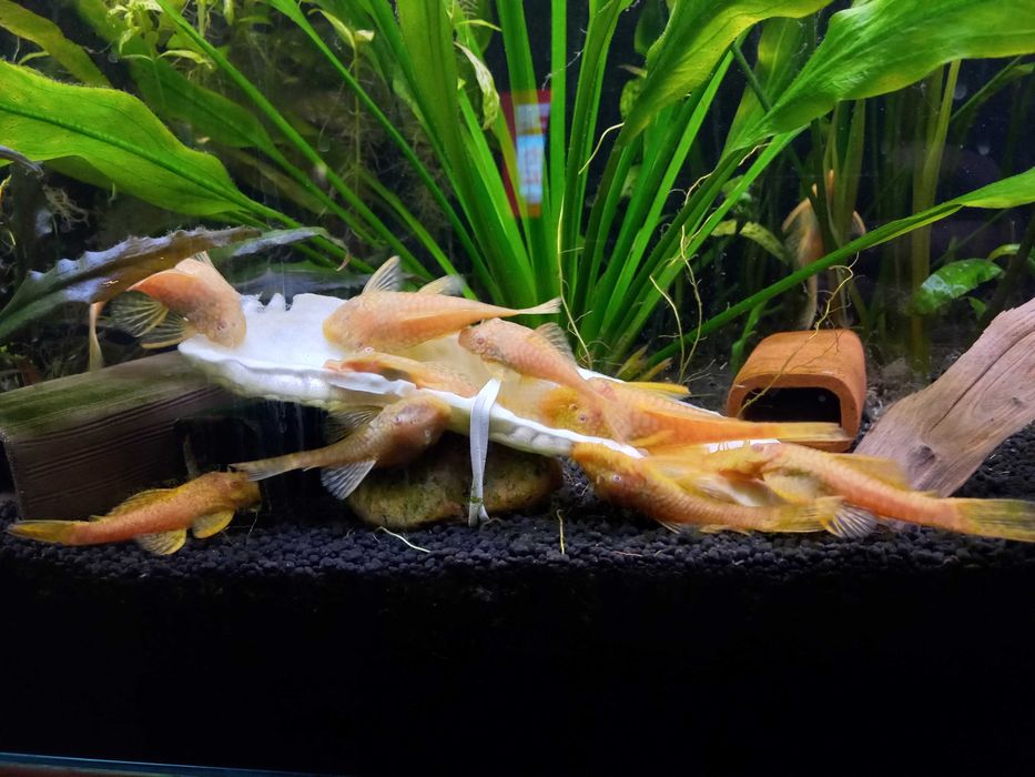 Zbrojnik glonojad albinos 10-12cm