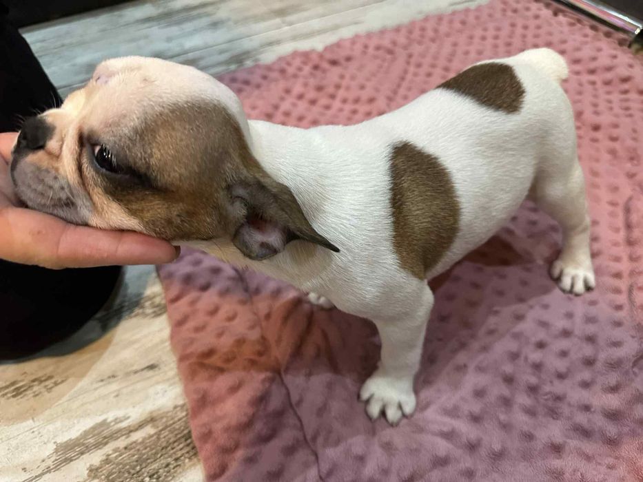 Buldog francuski suczka