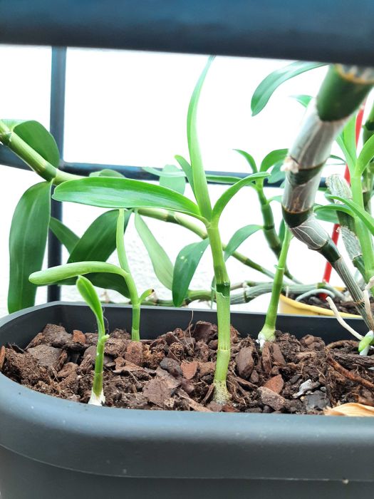 Muda de orquídea Dendrobium nobile