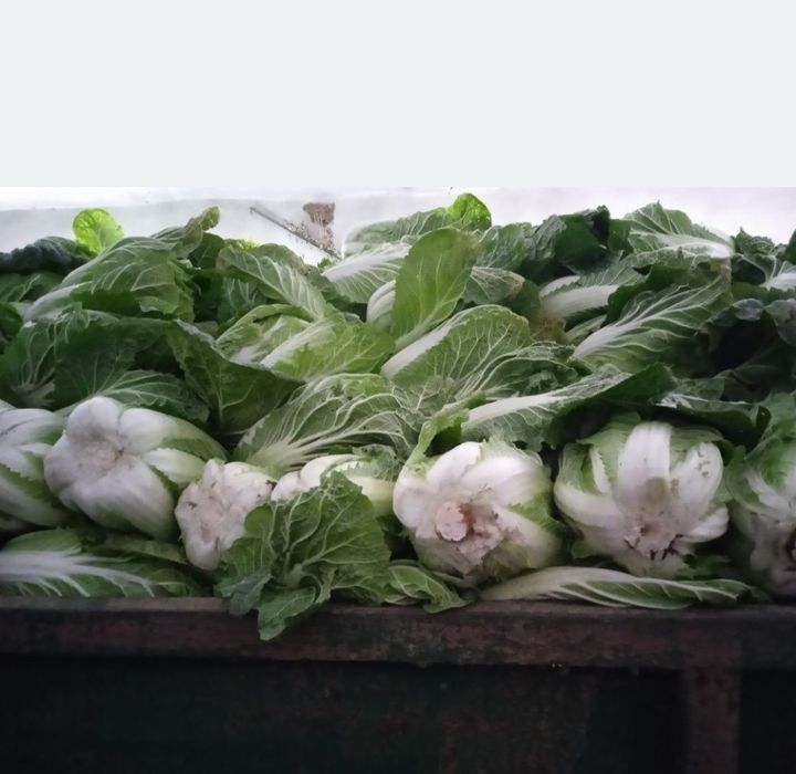 kapusta pekińska 4 sztuki wysyłka inpost od rolnika paczkomat