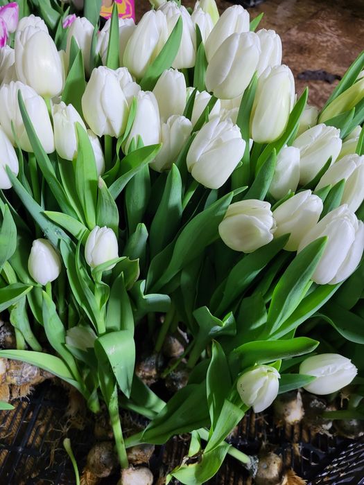 Тюльпан  до 8 березня