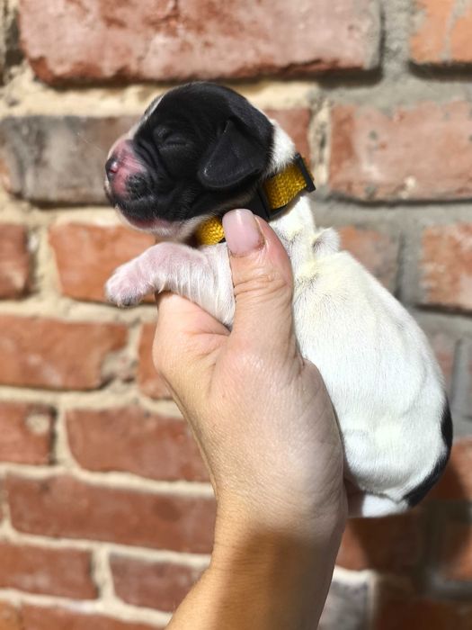 Cocker spaniel angielski ZKwP