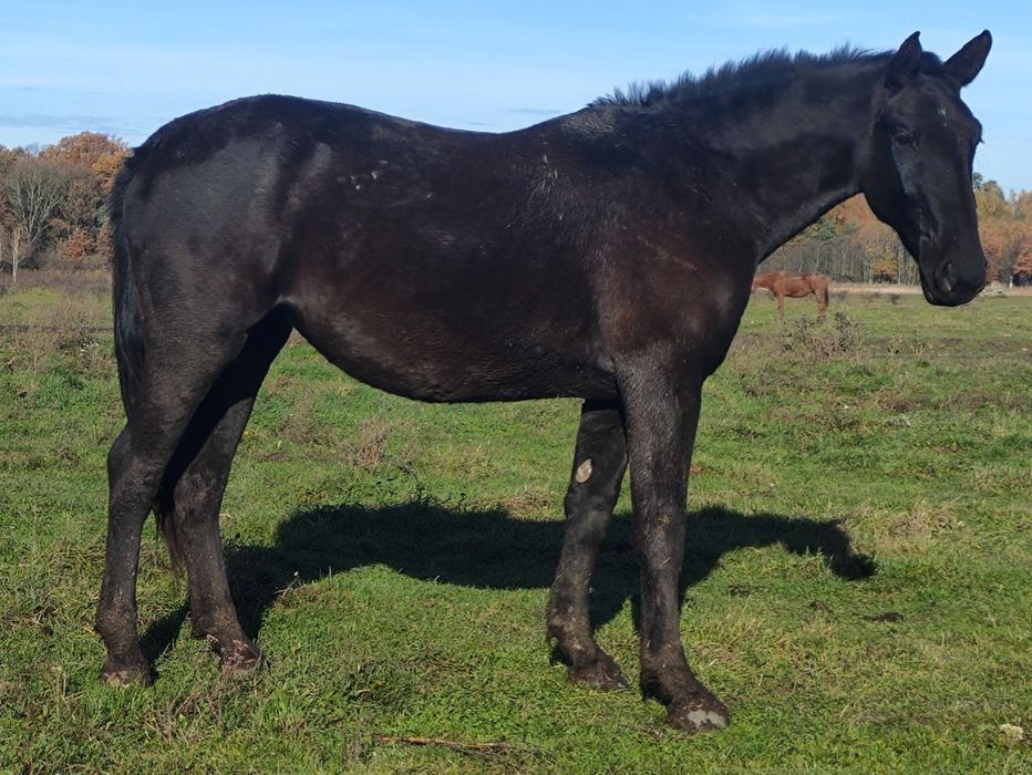 Klacz Śląska 3 lata. Księgą Główna Dotacyjna Zamiana