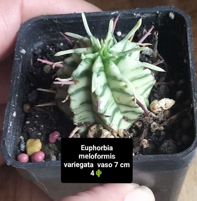 Euphorbia meloformis