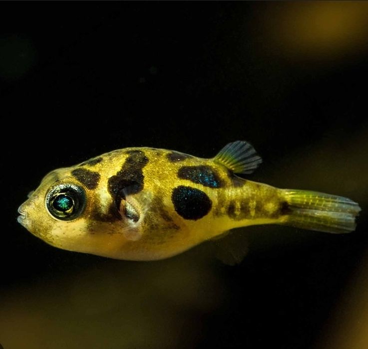 Vendo peixe balão anão