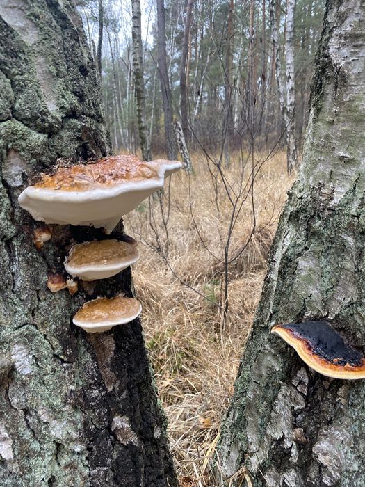 Grzyb Pniarek obrzeżony