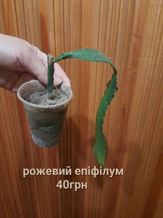 Сакуленты-эпифиллум і не тількии