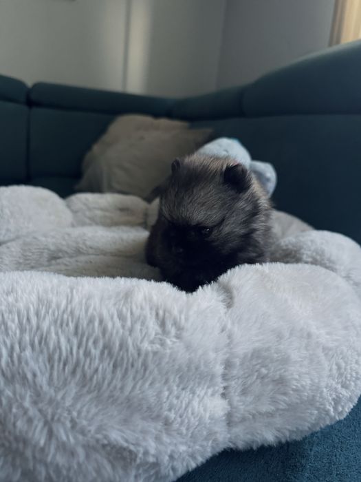 **Mija**Szpic miniaturowy, pomeranian, malutka sunia