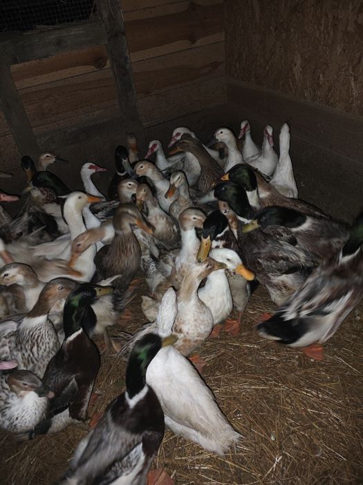 Kaczki kaczory staropolskie