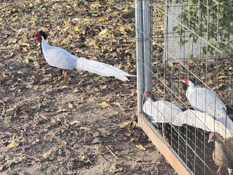 Bażant srebrny kury koguty lęgowe
