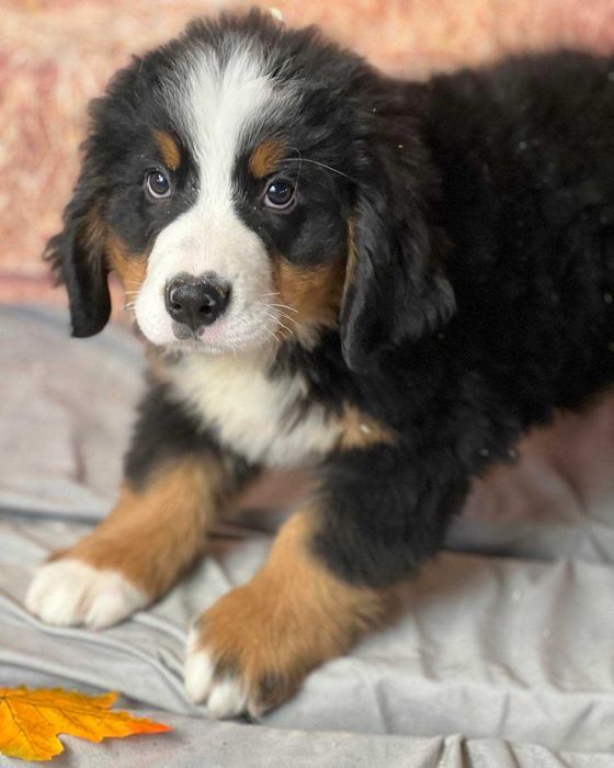 Bouvier Bernois disponível