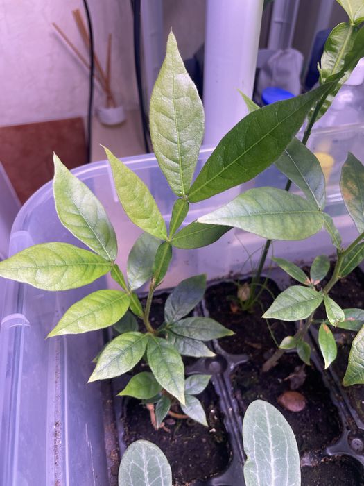 Planta Jovem Rara Inga edulis (Ingá-Cipó, Ingá-metro, Ice cream bean)