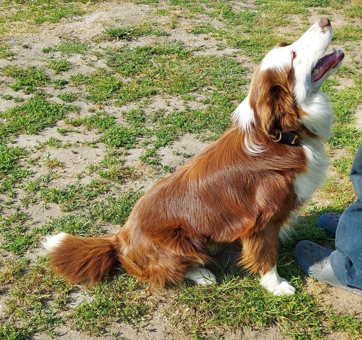 Border collie samiczka 8,5 tygodniowa z rodowodem.
