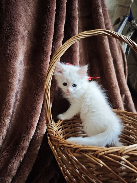 Білі кошенята котеня турецька ангорська чистокровні котик кішка