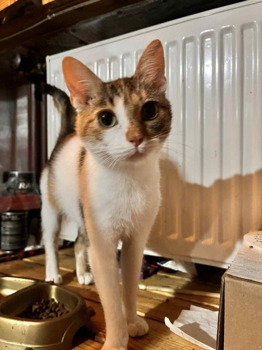 Miziasta kotka prosi o dom