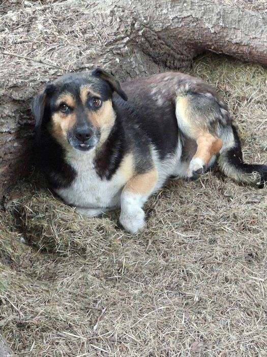 Mały młody Mikuś szuka domu