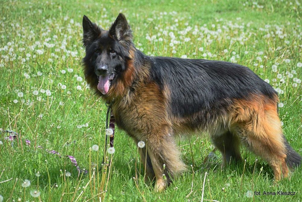 Thor – piękny pies w typie owczarka niemieckiego do adopcji