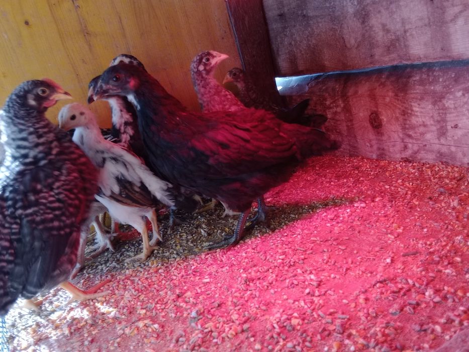 Pintos de várias raças