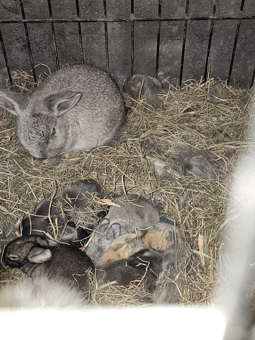 Coelhos anãos e orelhudos