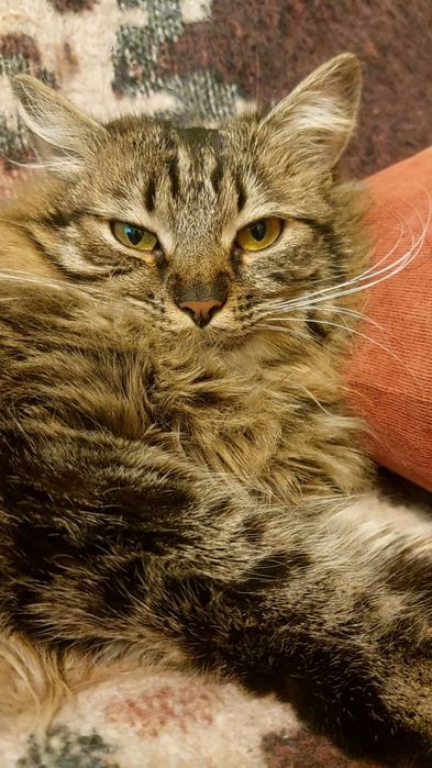 Кейсі шукає дім, 1 рік, у добрі руки