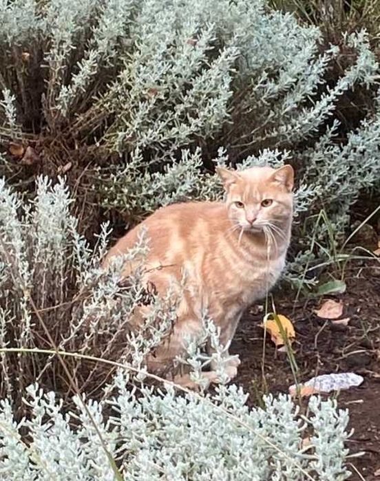 Gato para adoção responsável
Gato jovem adulto para adoção responsável