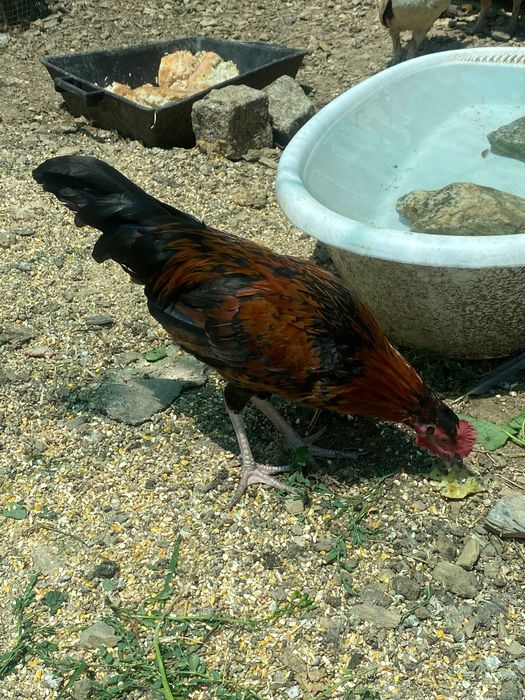 Garnizos fénix adultos e jovens