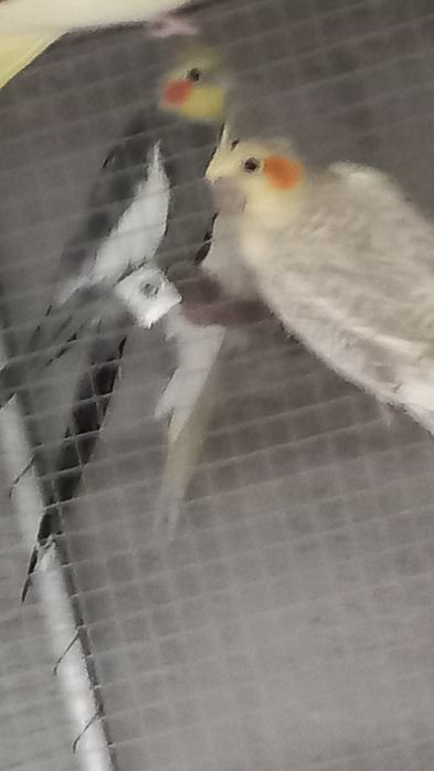 Vendo várias caturras