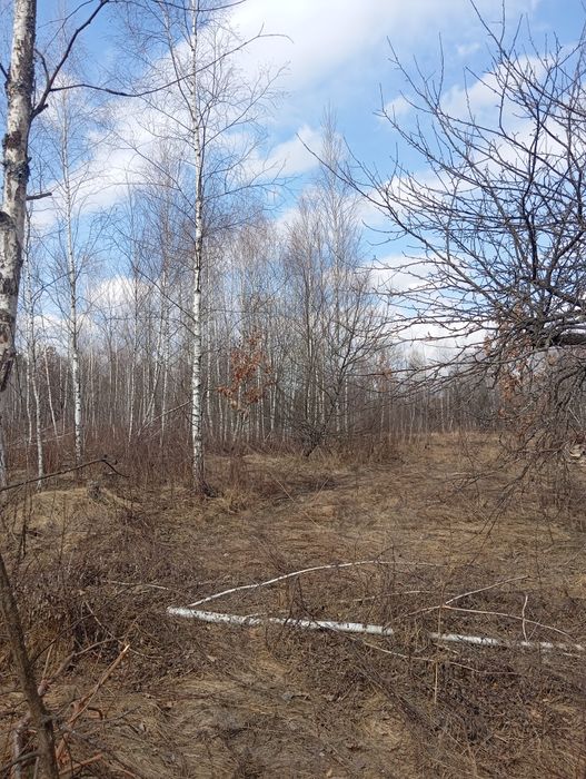 Продам земельну ділянку в с Буки під житлову забудову