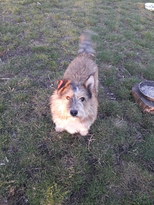 Віддаю в добрі руки