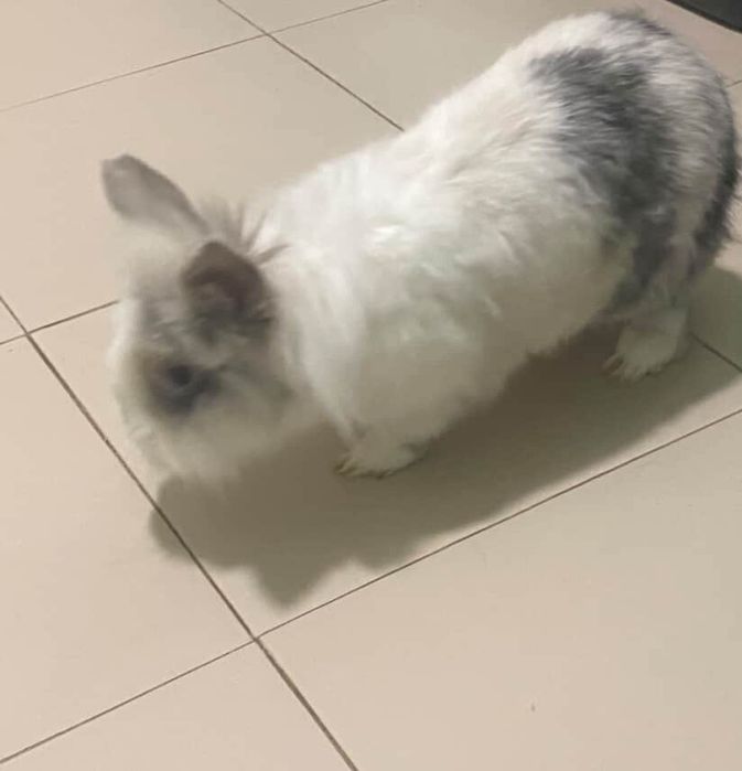 Coelho Anão com um olho de cada cor