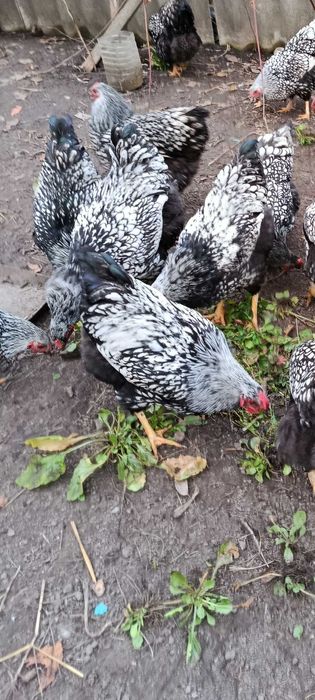 Інкубаційне яйце віандот срібло