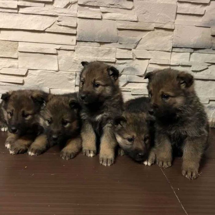 Szczeniaki szukają nowego domu