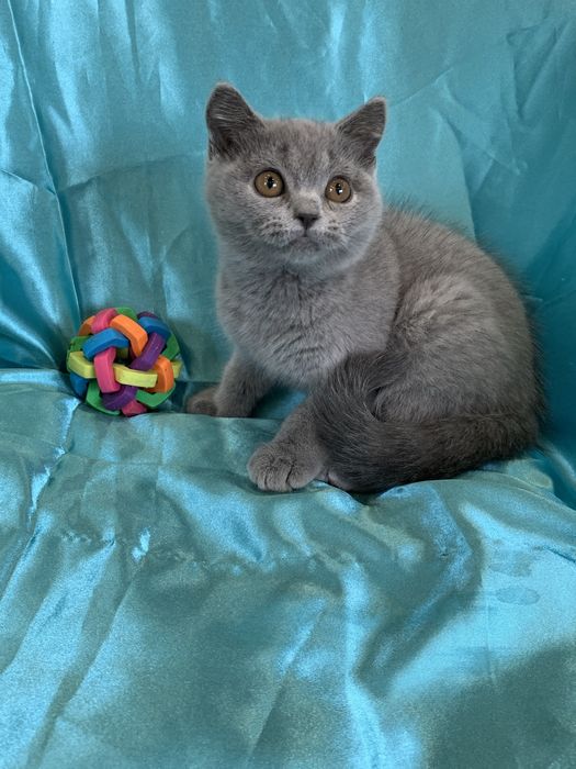 Хлопчики в плюшевих шубках !