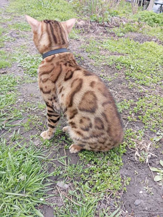 Бенгальські кошенята