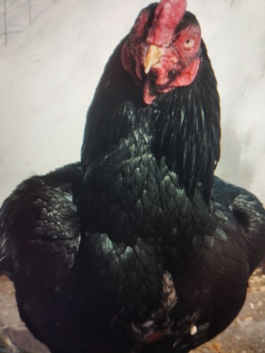 Ovos Cornish Férteis