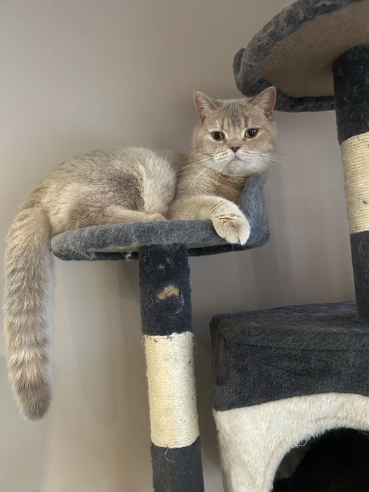 Sliczna Kotka brytyjska