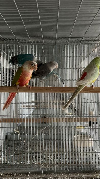 Agapornis roseicollis sexados