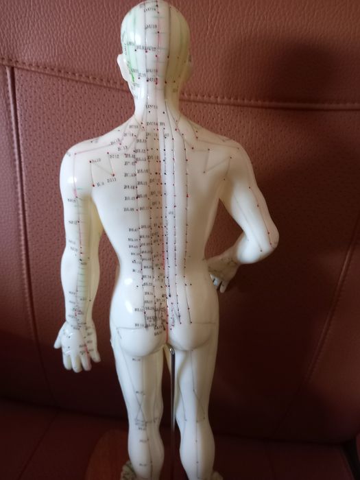Modelo anatómico humano acupuntura
