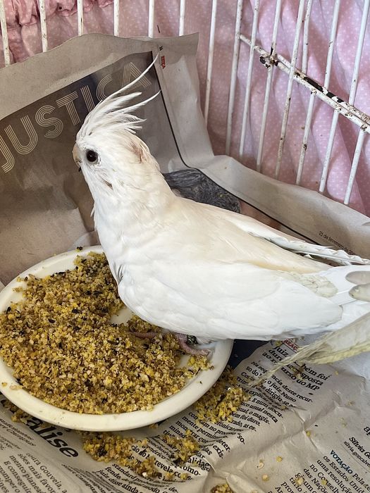 Vendo caturras. 3 fêmeas e o amarelo só com exame de ADN