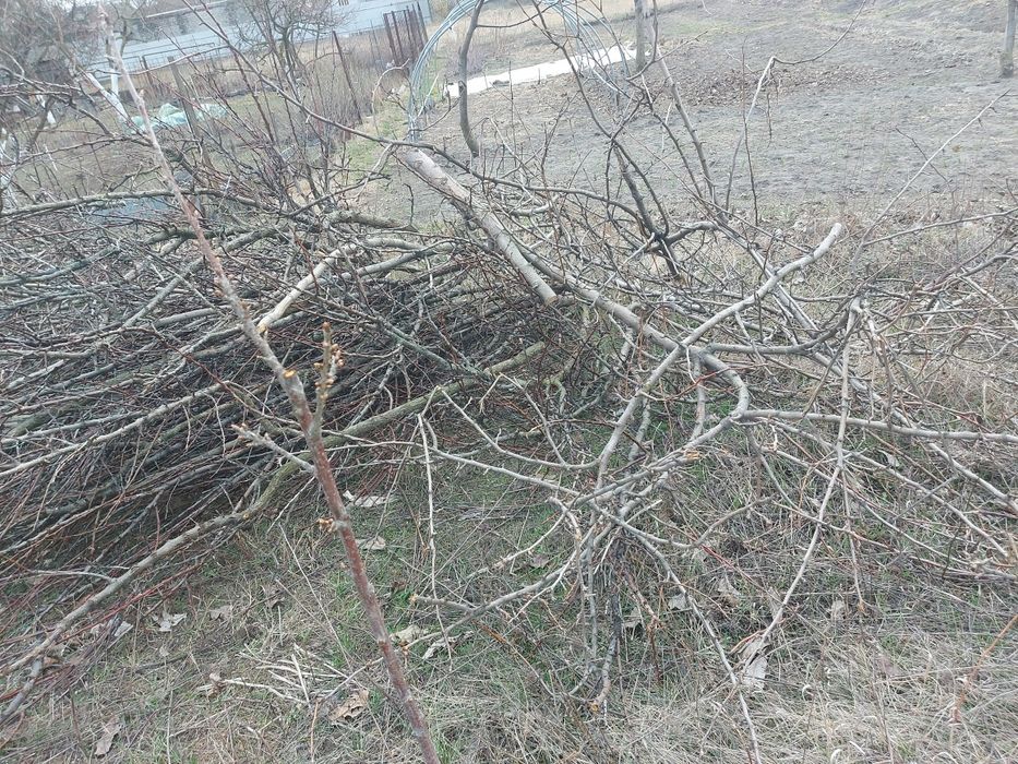 Гілки фруктових дерев 3-4м3 безкоштовно