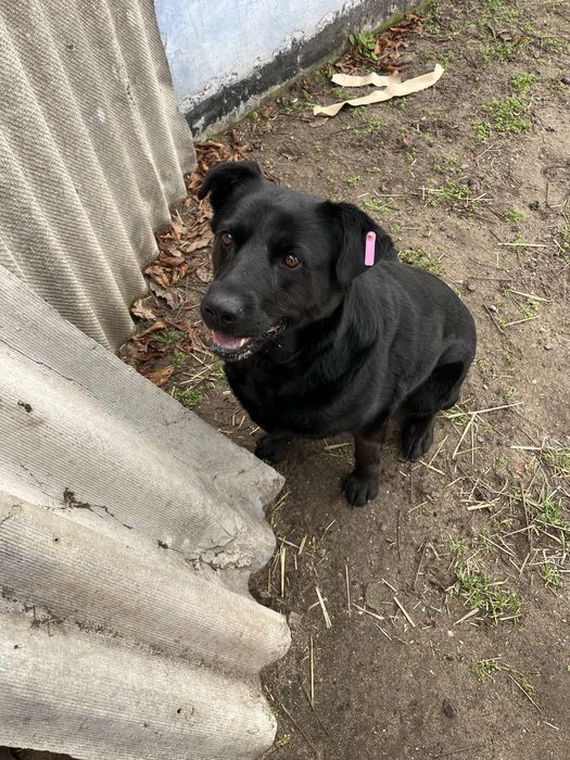 Девочка стерилизована метис лабрадора