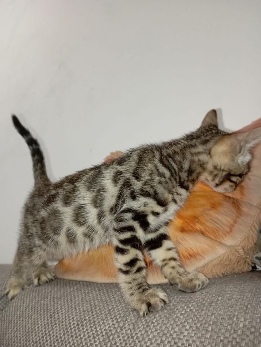 Котятки бенгалятки в любимци.Срочно