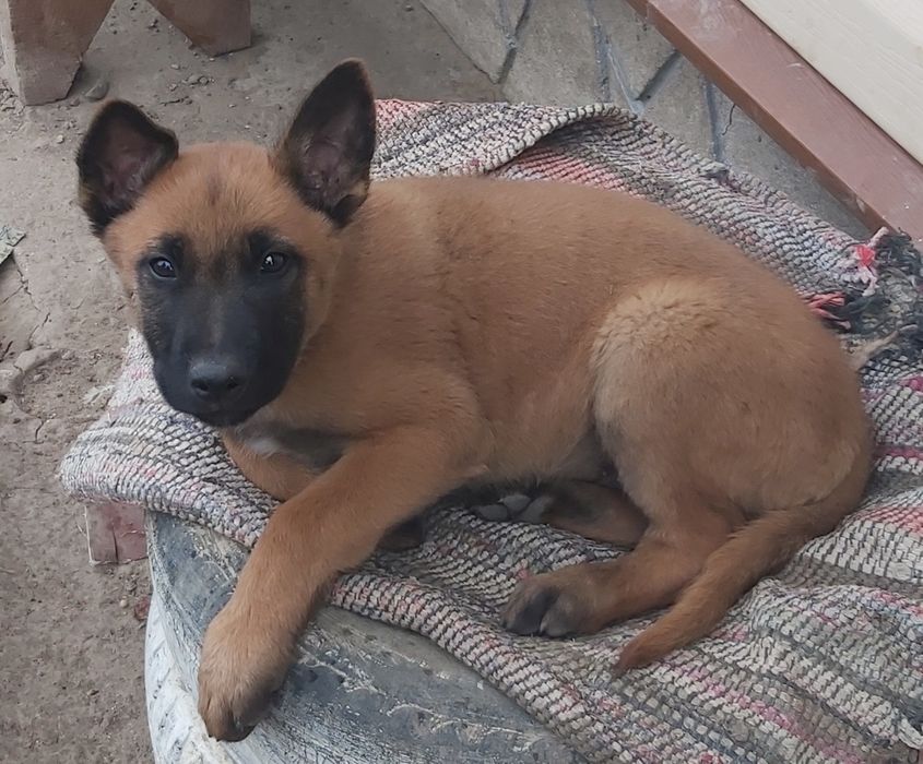 Шикарний хлопчик.