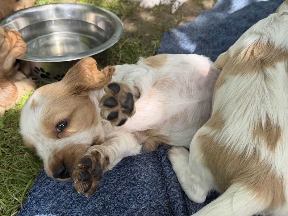 Cocker Spaniel Angielski