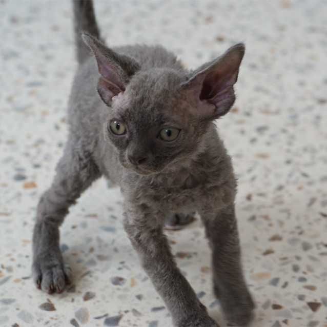 Kocurek Devon rex  rodowód